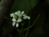 Possible Annual Rockcress (Arabis recta)