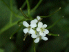 Possible Annual Rockcress (Arabis recta)