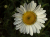Oxeye daisy (Leucanthemum vulgare) (syn. Chrysanthemum leucanthemum)