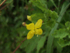 Greater Celandine (Chelidonium majus)