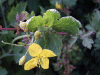 Greater Celandine (Chelidonium majus)