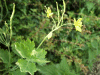 Greater Celandine (Chelidonium majus)