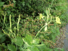 Greater Celandine (Chelidonium majus)