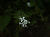 Possible Annual Rockcress (Arabis recta)