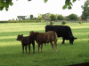 Cows and calves of Daresbury