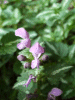 Spotted Dead Nettle (Lamium maculatum)