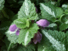 Spotted Dead Nettle (Lamium maculatum)