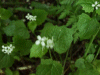 Possible Garlic Mustard (Alliaria petiolata)