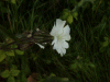 White Campion (Silene alba)