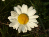 Oxeye daisy (Leucanthemum vulgare) (syn. Chrysanthemum leucanthemum)