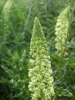 A Wild Mignonette (Resida lutea)