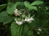 Blackberry/Bramble (Rubus fructicosus agg)