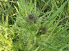 Budding Thistle