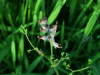 Common Fumitory (Fumaria officinalis)