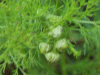 Budding Pineapple Mayweed (Matricaria matricarioides)