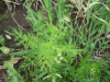 Budding Pineapple Mayweed (Matricaria matricarioides)