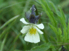 A relative of the Field Pansy (Viola arvensis)