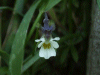A relative of the Field Pansy (Viola arvensis)
