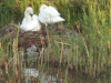 Mute Swans repairing nest while cygnets watch