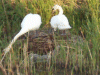 Mute Swans repairing nest while cygnets watch