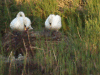 Mute Swans repairing nest while segnets watch