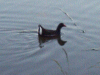 Moorhen