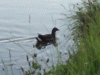 Moorhen