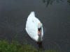 Mute Swan