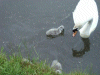 Mute Swan and cynets