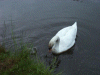 Mute Swan and cynets