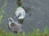 Cygnet