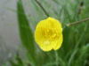 Buttercup (Ranunculus bulbosus)