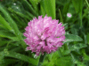 Red Clover (trefolium repens)