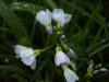 Cuckoo Flowers (Cardamine pratensis agg)