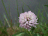 Red Clover (trefolium repens)