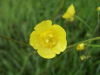 Buttercup (Ranunculus bulbosus)
