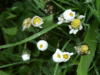 Daisies (Bellis perennis)