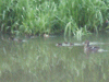 Mallard duck and ducklings