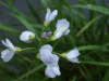 Cuckoo Flowers (Cardamine pratensis agg)
