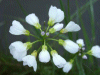 Cuckoo Flowers (Cardamine pratensis agg)