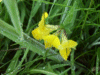 Common Bird's-foot trefoil (Lotus corniculatus)