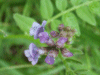 Tufted Vetch (Vicia cracca)