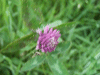 Red Clover (trefolium repens)
