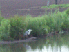 Heron fishing along side the canal