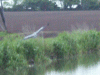 Flying heron