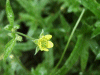 Wood Avens/Herb Bennet (Geum urbanum)