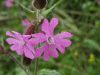 Red Campion (Silene dioica)