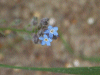 Forget-me-nots (Myosotis scorpioides)
