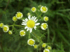 Budding Scentless Mayweed (Matricaria perforata)