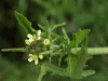 Tall Rocket (Sisymbrium altissimum)